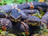 Taylors Mokassin-Otter